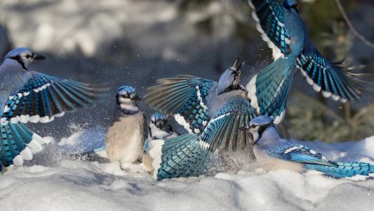 蓝鸟在雪全高清壁纸和背景