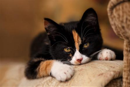 可爱的小猫全高清壁纸和背景