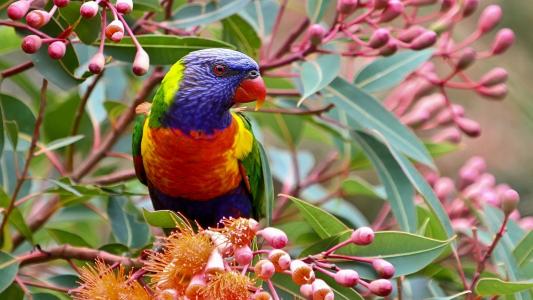 彩虹澳洲鹦鹉全高清壁纸和背景