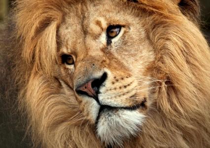 狮子与美丽的表情,满脸高清壁纸和背景