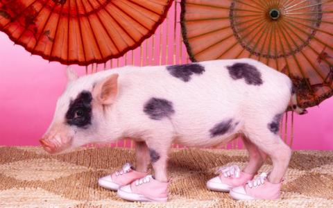 猪穿着衣服全高清壁纸和背景