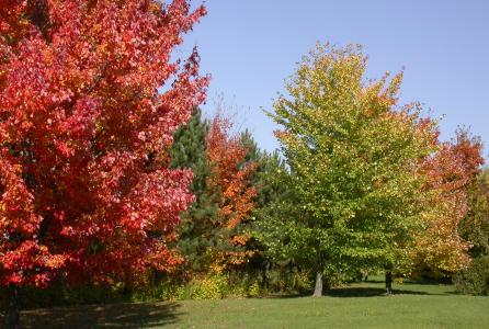 秋季景观全高清壁纸和背景图像