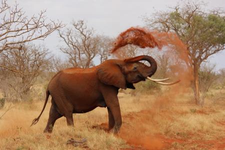 大象在肯尼亚非洲完整的高清壁纸和背景