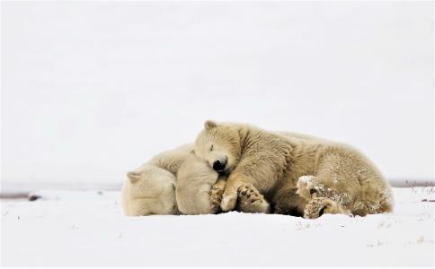 睡觉的北极熊全高清壁纸和背景