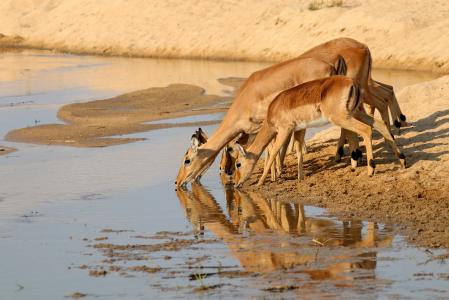 女性瞪羚从非洲水坑喝水4k超高清壁纸和背景