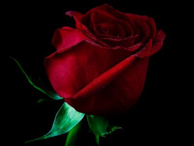 单红玫瑰全高清壁纸和背景