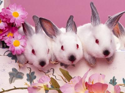 复活节兔子壁纸和背景