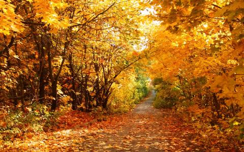 秋季风景全高清壁纸和背景