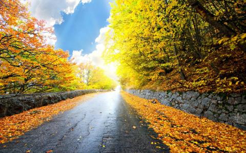 秋季道路全高清壁纸和背景