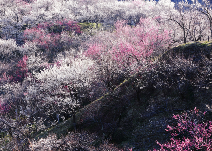 日本片山秀幸 - 梅花盛开,日本全高清壁纸和背景图像