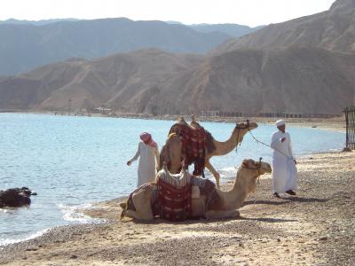 在海滩上的骆驼全高清壁纸和背景