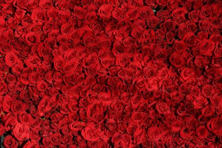 红玫瑰全高清壁纸和背景图像