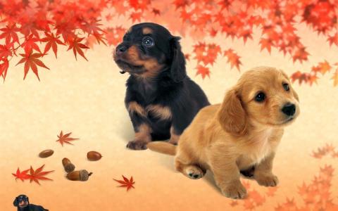 秋天壁纸全高清壁纸和背景上的小猎犬