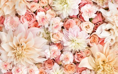 大丽花,玫瑰和康乃馨在柔和的淡色彩壁纸和背景
