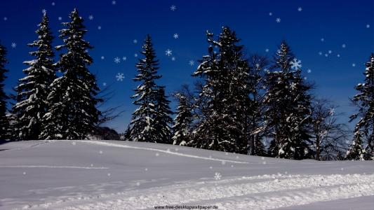 冬季森林在下雪天全高清壁纸和背景