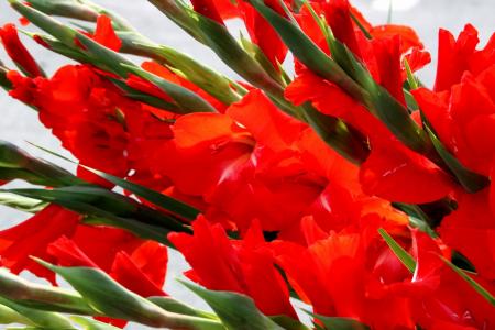 剑兰是虹膜家族的开花植物。