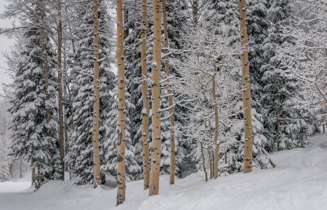 冬季森林全高清壁纸和背景图像