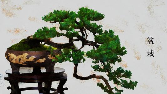 艺术盆景树,盆景在日本全高清壁纸和背景图像