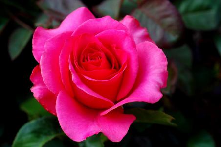 明亮的粉红色玫瑰全高清壁纸和背景