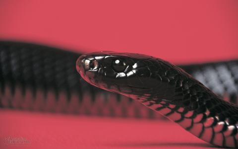 红色的肚子黑蛇全高清壁纸和背景