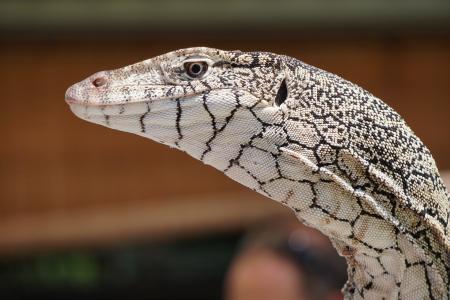 perentie是澳大利亚最大的监控蜥蜴或goanna原产地。 