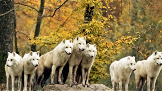 一群白狼在秋季森林全高清壁纸和背景