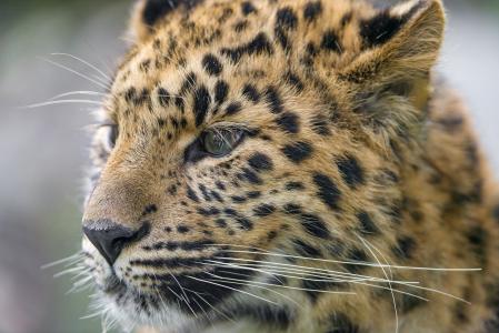 年轻的Leopardess 5K视网膜超高清壁纸和背景