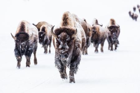 野牛也被称为布法罗,黄石国家公园,怀俄明州美国全高清壁纸和背景