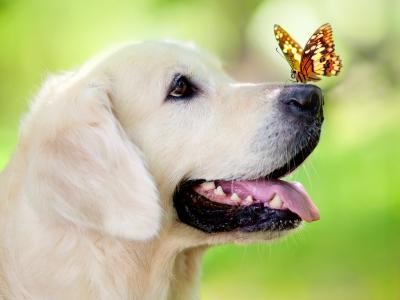 蝴蝶在狗的鼻子全高清壁纸和背景