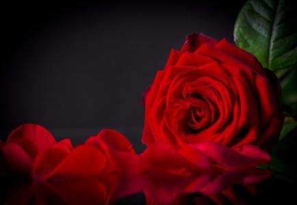 红玫瑰和花瓣4k超高清壁纸和背景