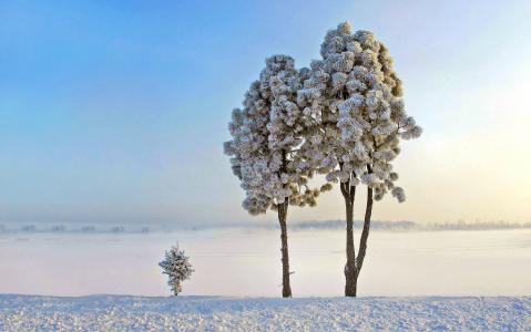 冬天[27]孤独的树[2015年3月19日星期四] [VersionOne]全高清壁纸和背景