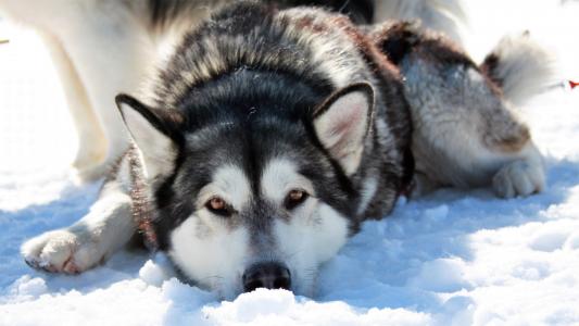 西伯利亚雪橇犬4k超高清壁纸和背景