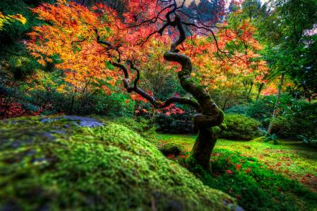 秋季日本花园壁纸和背景图像