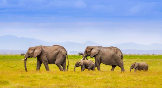 大象在非洲完整的高清壁纸和背景