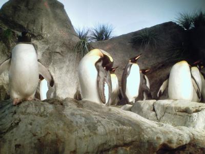 动物园壁纸和背景的企鹅