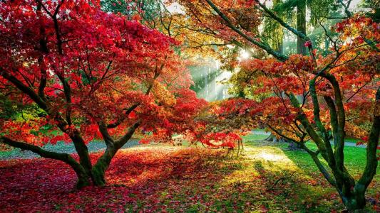 阳光在秋天树全高清壁纸和背景