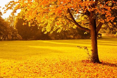 金色的秋天场全高清壁纸和背景图像