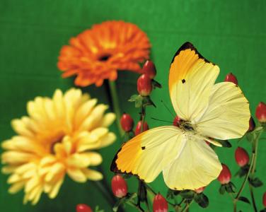 淡黄色蝴蝶与雏菊4k超高清壁纸和背景