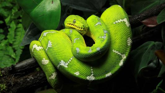 绿树蟒蛇4k超高清壁纸和背景