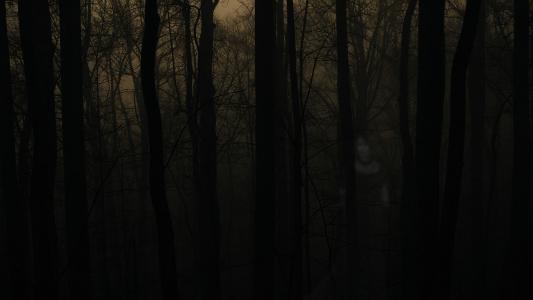闹鬼的森林全高清壁纸和背景图像