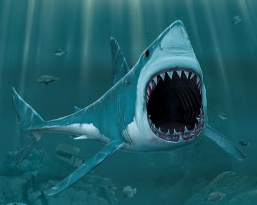 3D鲨鱼全高清壁纸和背景