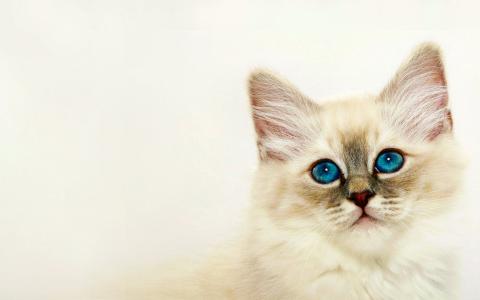 INDIGO [06]为SweetWitchy [2014年3月24日星期一] [153427] [VersionOne]蓝眼睛的小猫全高清壁纸和背景