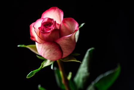 粉红玫瑰花蕾全高清壁纸和背景
