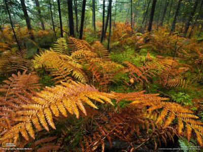 秋季森林壁纸和背景图像中的蕨类植物