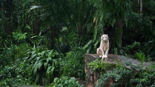 白虎,新加坡动物园全高清壁纸和背景