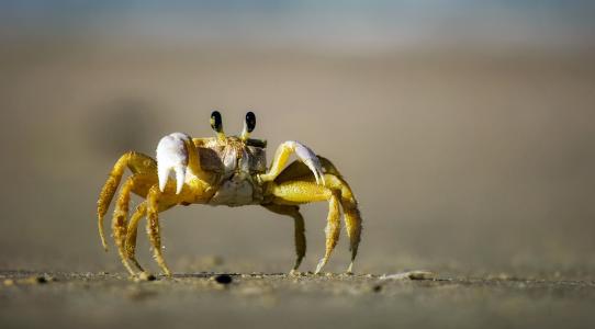 黄色鬼蟹,（Ocypode）全高清壁纸和背景