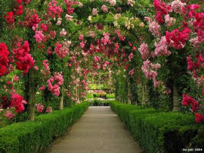 玫瑰花园壁纸和背景图像中的拱门