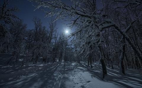在冬季森林的夜晚全高清壁纸和背景