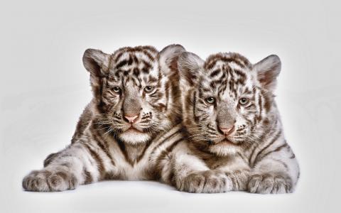 两个可爱的白色老虎幼崽全高清壁纸和背景