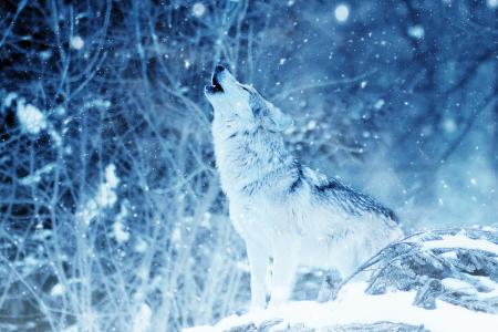 狼嚎在冬季雪全高清壁纸和背景